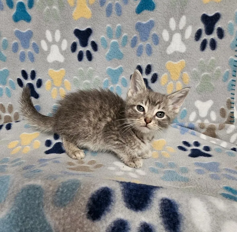 A baby small-sized male Domestic Short Hair cat named Jasper for adoption in Wabash, IN