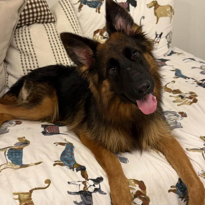 A young medium-sized female Brown / Chocolate German Shepherd Dog dog named Becky for adoption in Lauderhill, FL