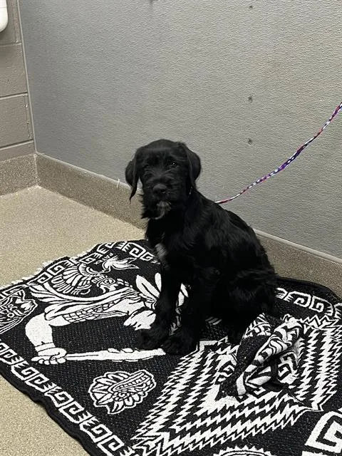 A baby small-sized male Schnauzer dog named Pongo for adoption in Las Vegas, NV