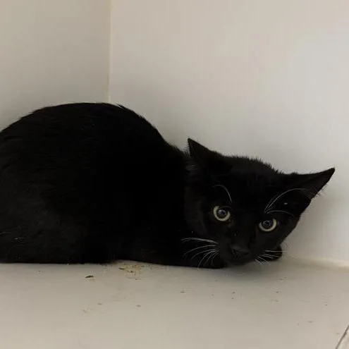 A baby small-sized female Black Domestic Short Hair cat named Lettuce for adoption in Hawthorne, CA