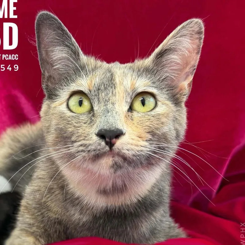A young small-sized female Calico Domestic Short Hair cat named Solitaire for adoption in Tucson, AZ