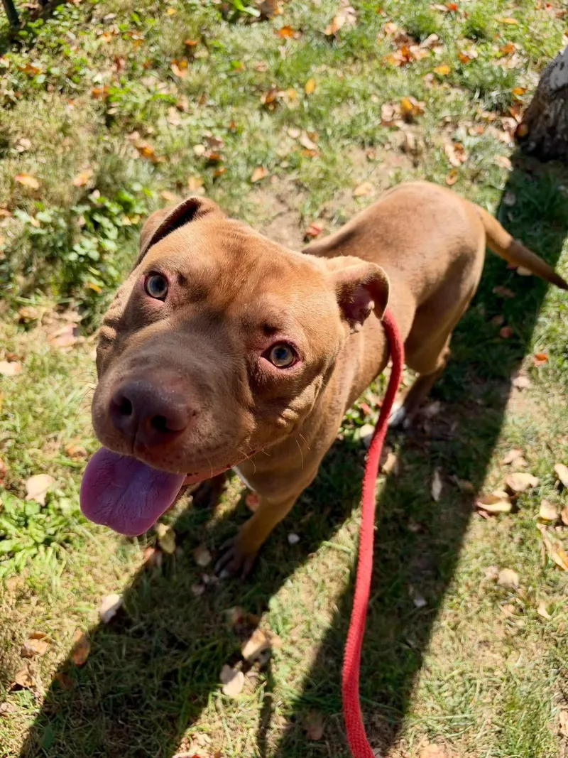 A young medium-sized male Pit Bull Terrier dog named Cake Pop for adoption in Buffalo, NY