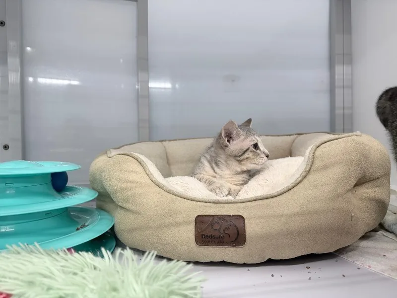 A baby medium-sized male Domestic Short Hair cat named Gir for adoption in Raleigh, NC