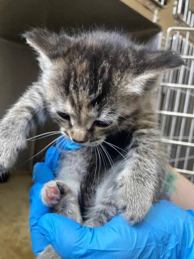 A baby medium-sized female Domestic Short Hair cat named Aegean for adoption in Burnsville, NC