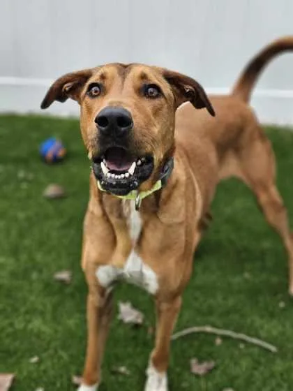 An adult small-sized male Mixed Breed dog named Zeus for adoption in Munster, IN