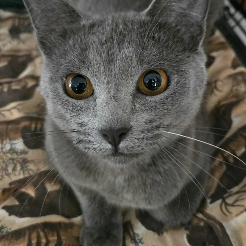 A baby medium-sized female Gray / Blue / Silver Domestic Short Hair cat named Maya for adoption in Fairborn, OH