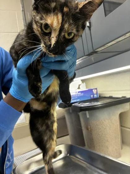 A young medium-sized female Black Domestic Short Hair cat named Whimsical for adoption in Wichita, KS