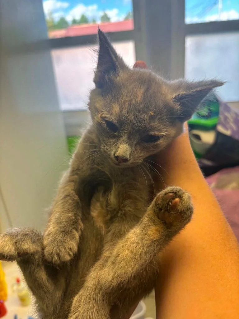 A baby medium-sized female Domestic Short Hair cat named Furby for adoption in Johnson City, TN