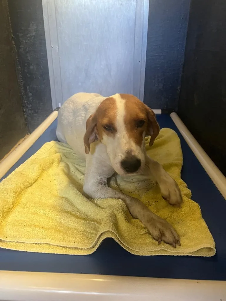An adult medium-sized female Hound dog named Jolene for adoption in Mineral, VA