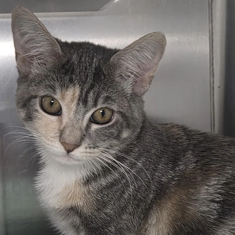 A baby small-sized female Domestic Short Hair cat named Araujo for adoption in Los Angeles, CA