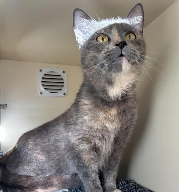 An adult medium-sized female Domestic Short Hair cat named Light for adoption in Silverdale, WA