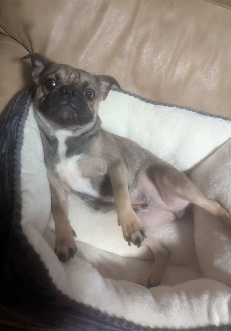 Luna thumbnail 2