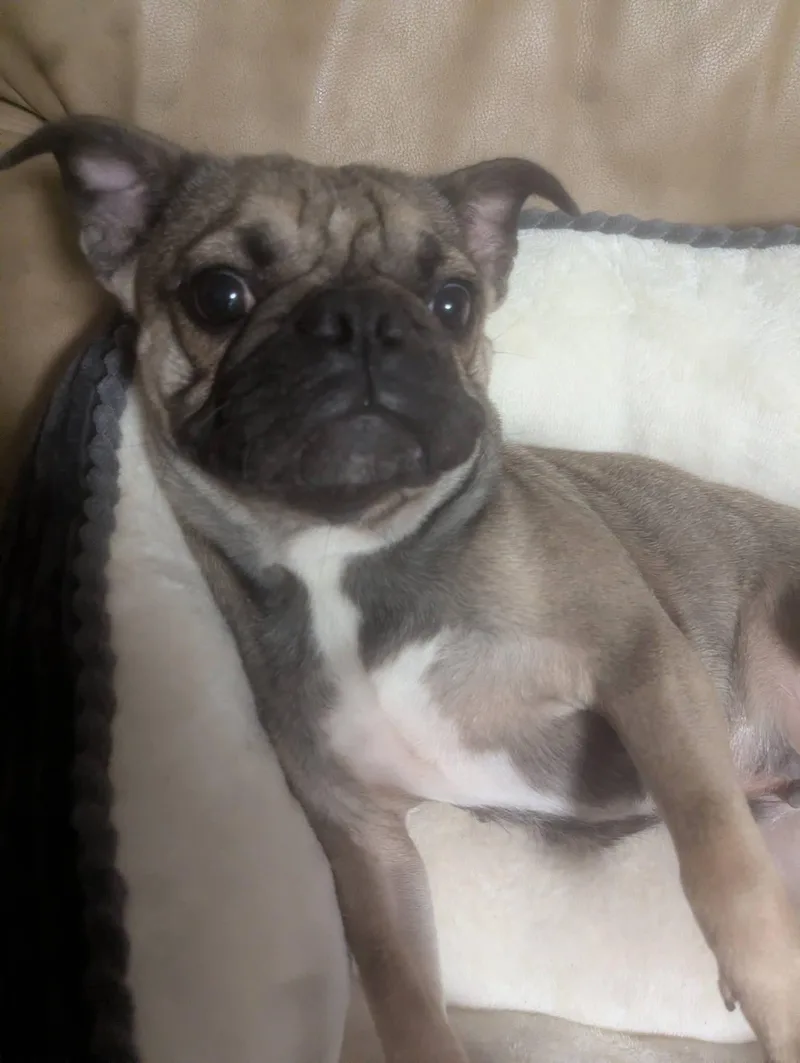 Luna thumbnail 3