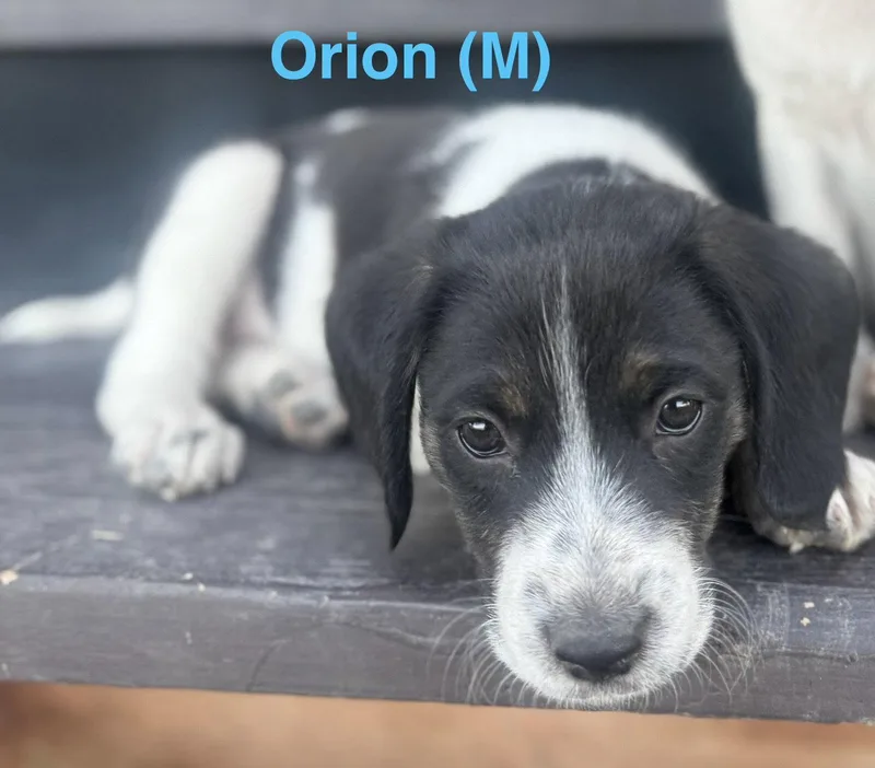 A baby medium-sized male Border Collie dog named Orion for adoption in Winter Park, CO