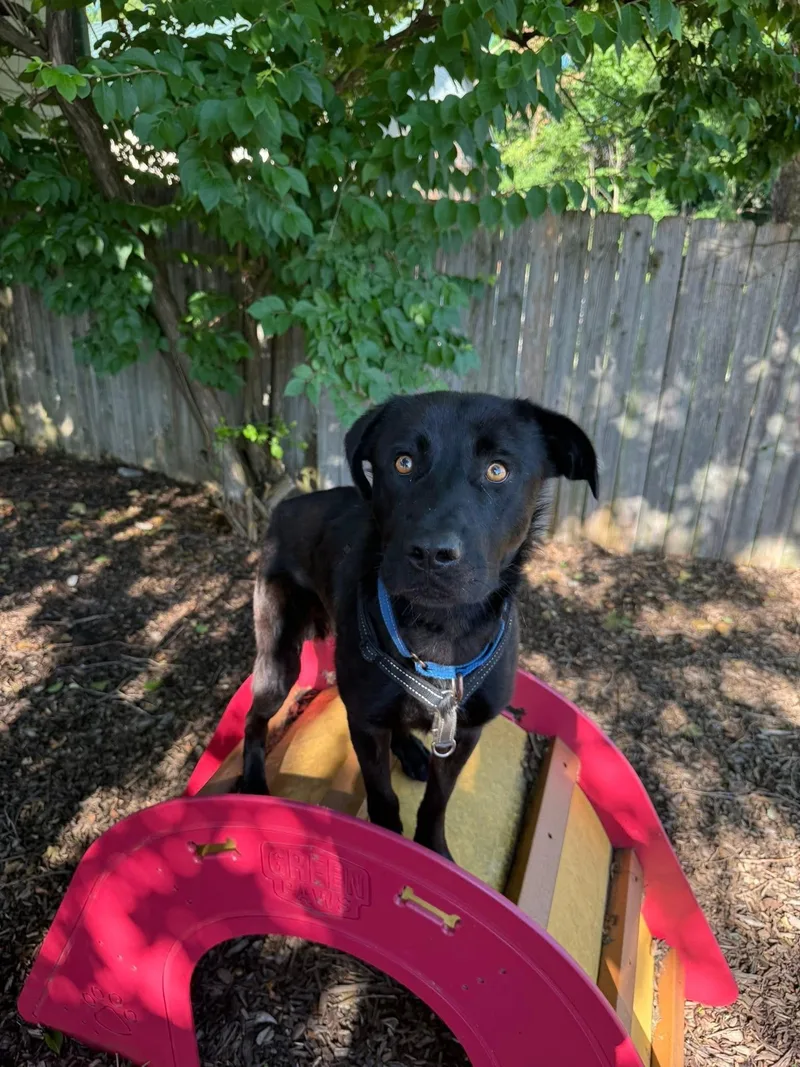 An adult medium-sized male Black Labrador Retriever dog named Rocky for adoption in Columbia, MO