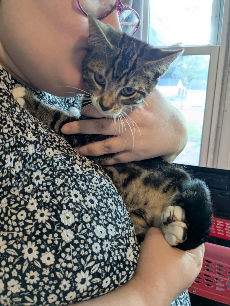 A baby small-sized male Domestic Short Hair cat named Orion for adoption in Enfield, CT