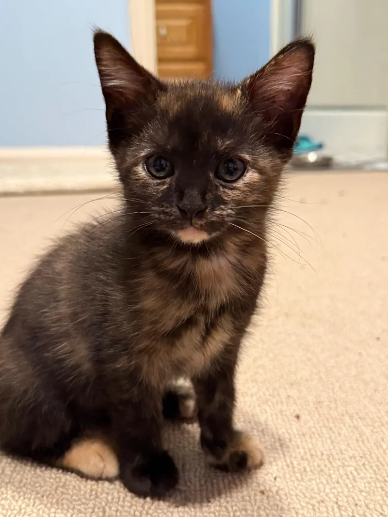 A baby small-sized female Tortoiseshell Domestic Short Hair cat named Maple and Magnolia for adoption in Ellicott City, MD