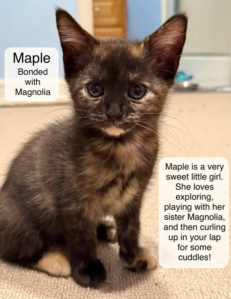 Maple and Magnolia thumbnail 2