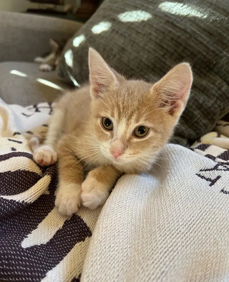 A baby medium-sized male Orange & White Domestic Short Hair cat named Tito for adoption in East Brunswick, NJ