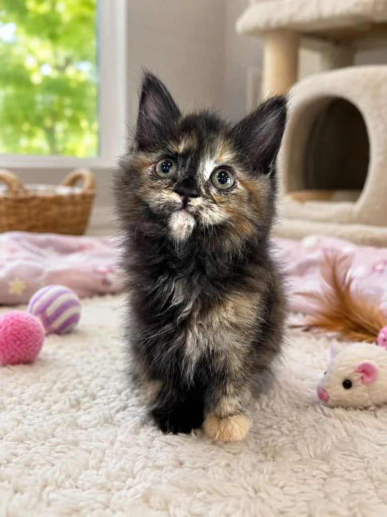 A baby small-sized female Domestic Medium Hair cat named Nyx for adoption in East Ridge, TN