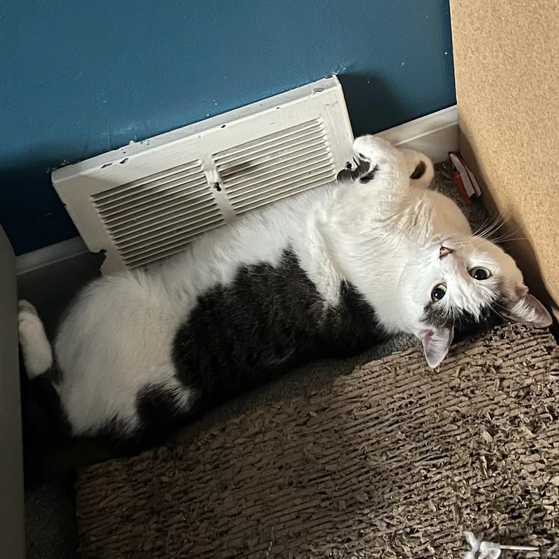 Sweet Pea thumbnail 3