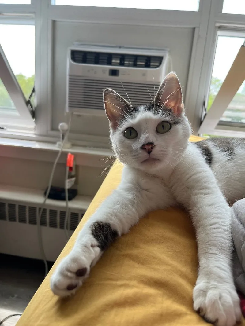 Sweet Pea thumbnail 4