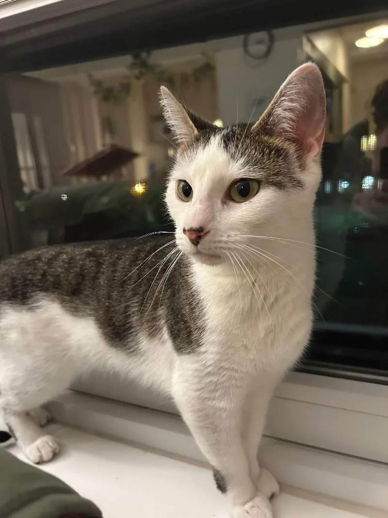 Sweet Pea thumbnail 5