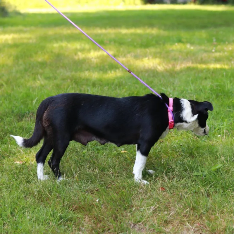 A young medium-sized female Black Border Collie dog named CT Lucy for adoption in Eastford, CT