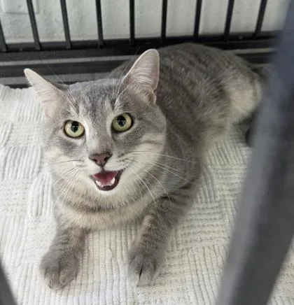 An adult medium-sized male Domestic Short Hair cat named Pervical Wellington for adoption in West Memphis, AR