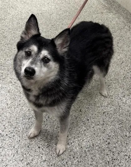 An adult medium-sized female Black Siberian Husky dog named Iris for adoption in Kansas City, MO