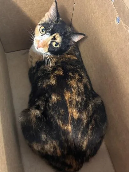 An adult medium-sized female Domestic Short Hair cat named Tigress for adoption in West Chester, PA