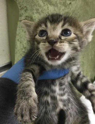 A baby small-sized female Domestic Short Hair cat named Ashley for adoption in Riverside, CA