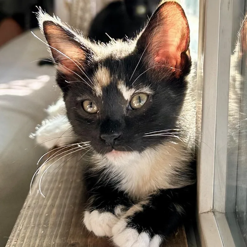 A baby small-sized female Calico Domestic Short Hair cat named Prim for adoption in Tustin, CA