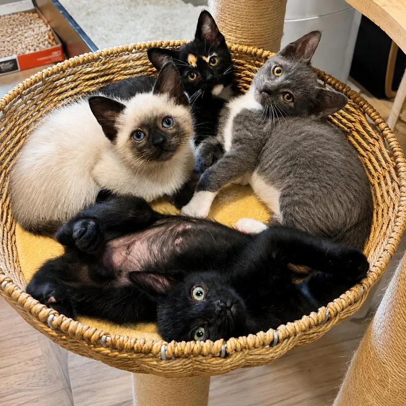 Prim thumbnail 4