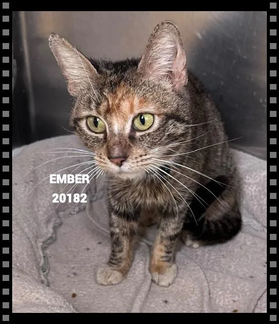 An adult small-sized female Dilute Calico Domestic Short Hair cat named Ember for adoption in Marietta, GA