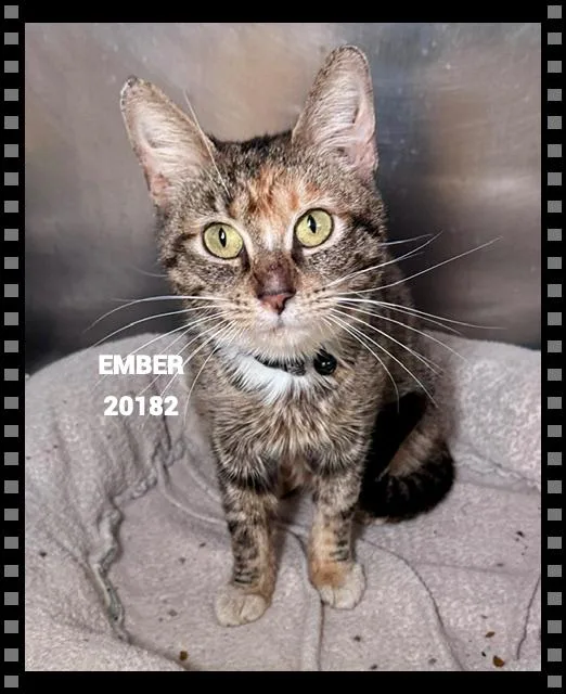 Ember thumbnail 5