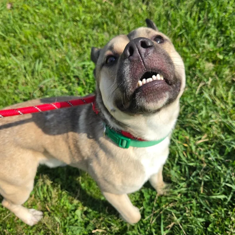 A young medium-sized male Yellow / Tan / Blond / Fawn Mixed Breed dog named Boca for adoption in Binghamton, NY