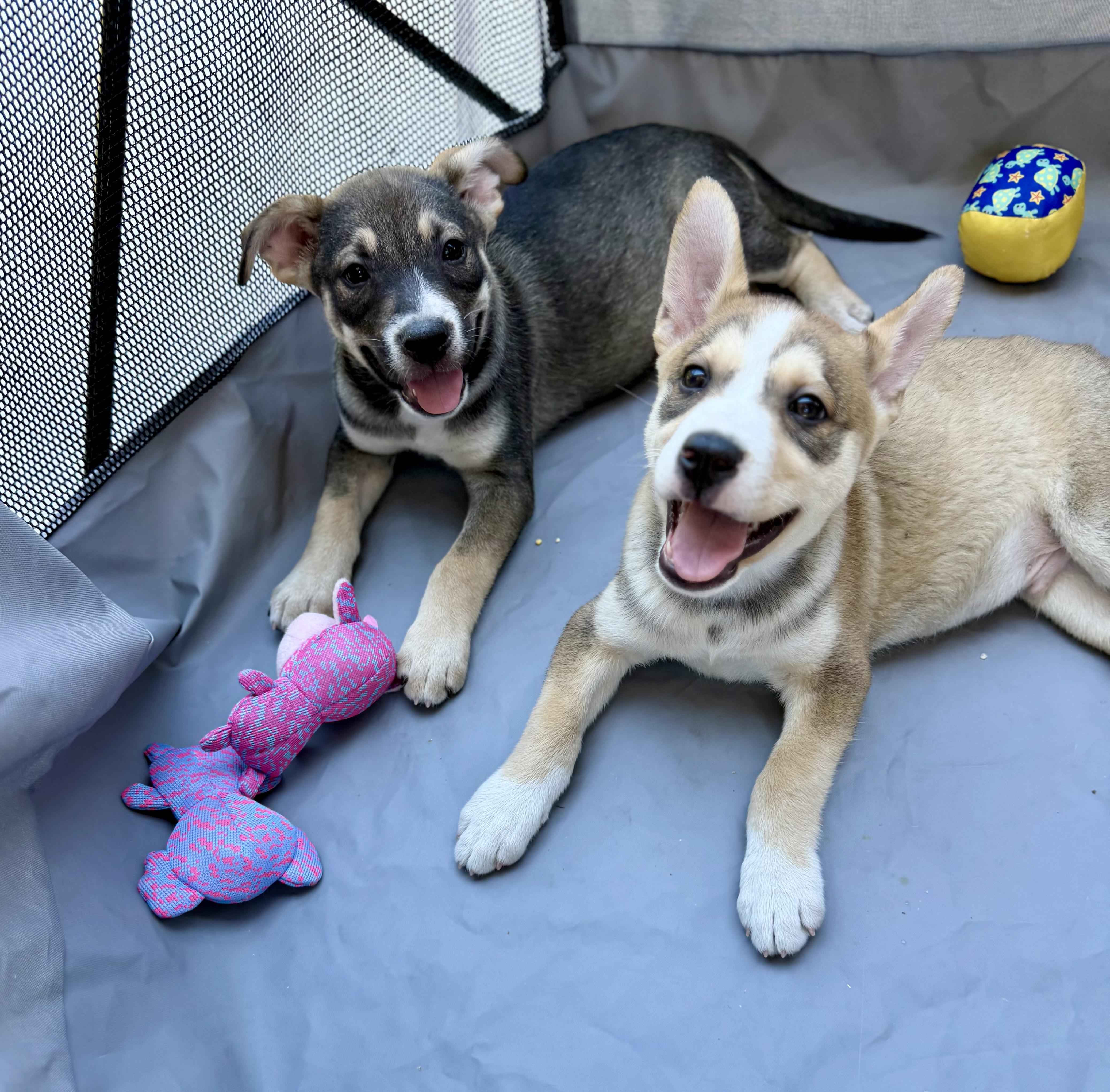 A baby large-sized male White / Cream American Staffordshire Terrier dog named Prince for adoption in Sonora, CA