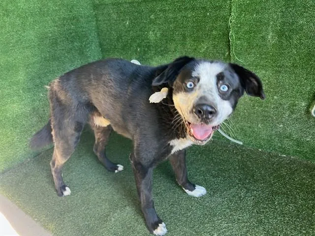 A young medium-sized male Labrador Retriever dog named A for adoption in Lancaster, CA