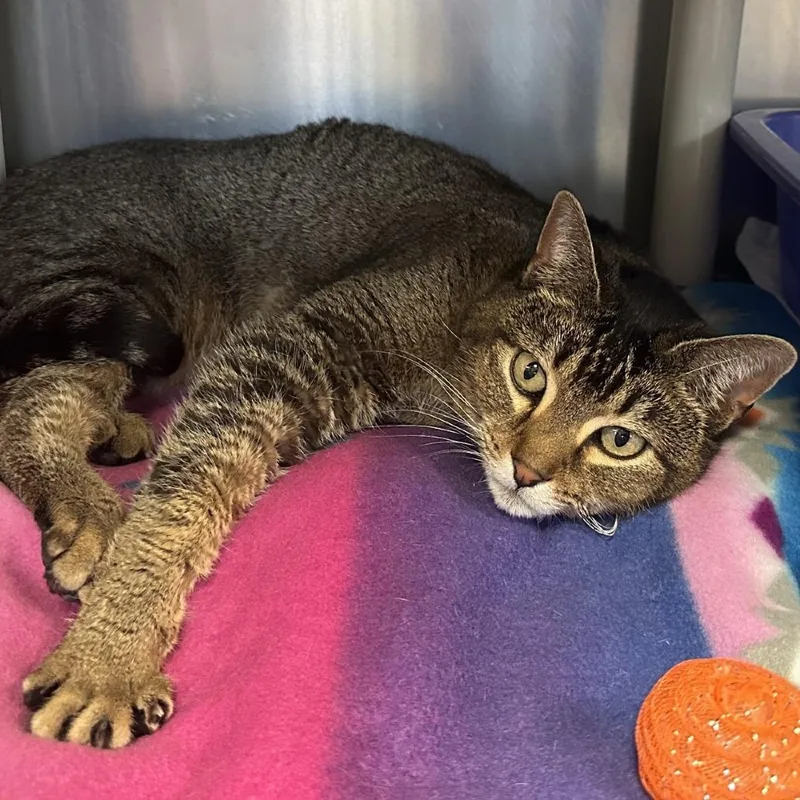 Queen Nefertiti thumbnail 3