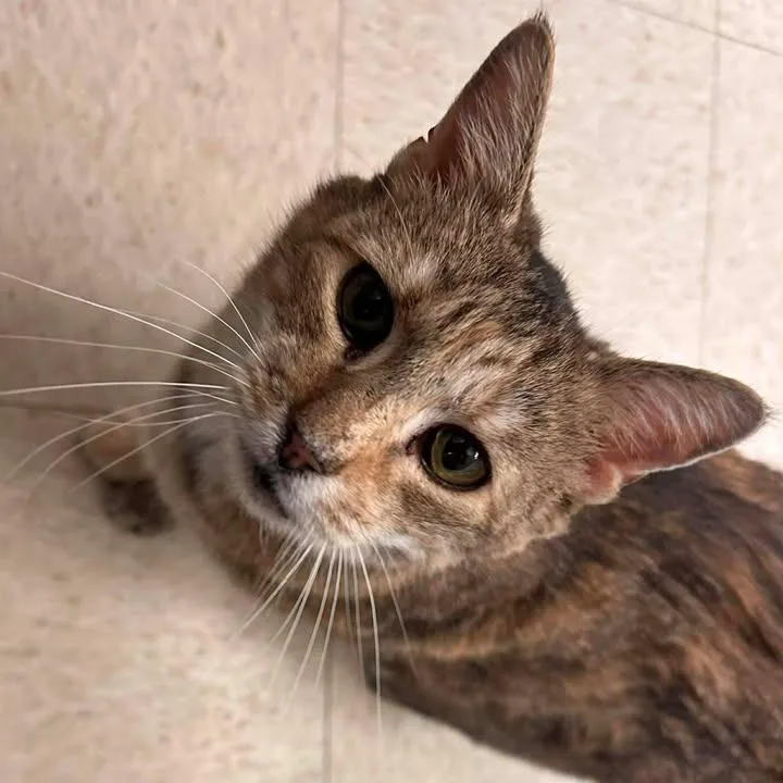 Daffodil thumbnail 2