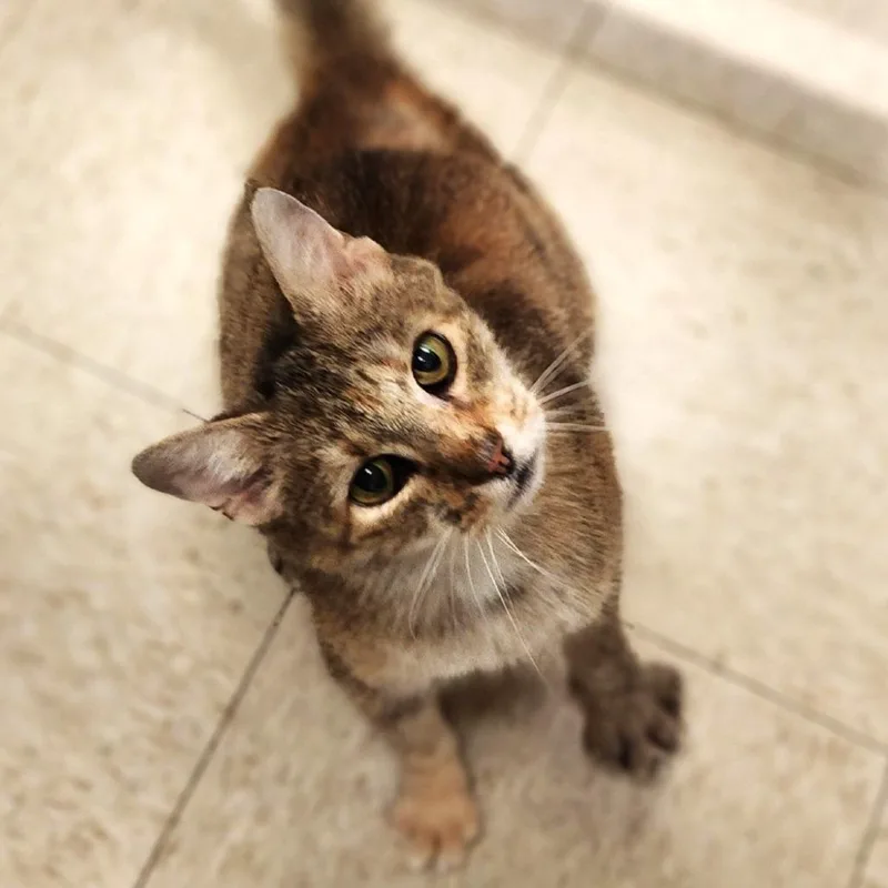 Daffodil thumbnail 3