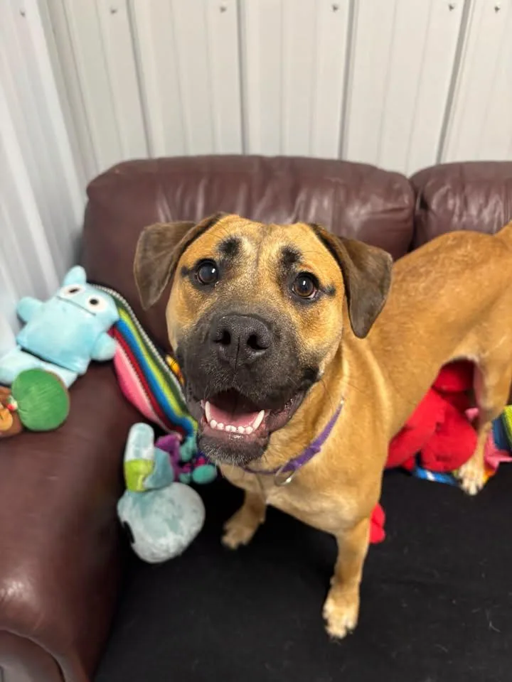 An adult medium-sized female Mixed Breed dog named Zoe for adoption in Davenport, IA