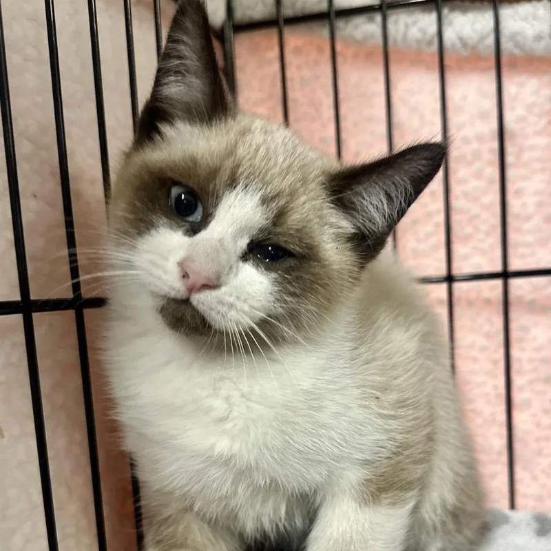 A baby small-sized female Domestic Short Hair cat named Sassy for adoption in Medford, OR