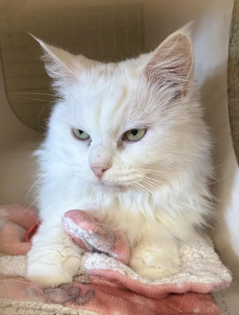 Batman & Moon Pie thumbnail 2