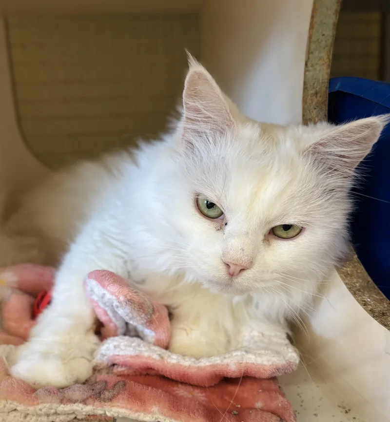 Batman & Moon Pie thumbnail 3