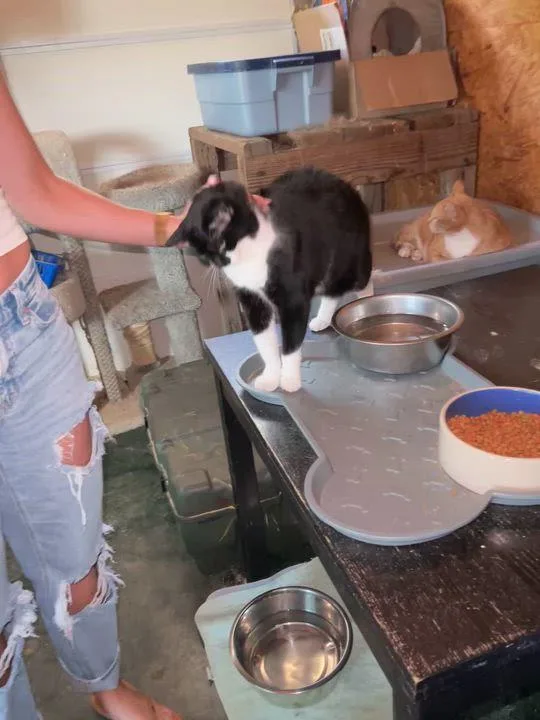 Batman & Moon Pie thumbnail 6