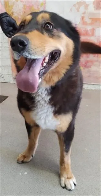 A young large-sized female German Shepherd Dog dog named Cassandra for adoption in San Bernardino, CA