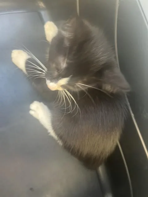 A baby small-sized male Domestic Short Hair cat named Jack for adoption in Palmetto, FL