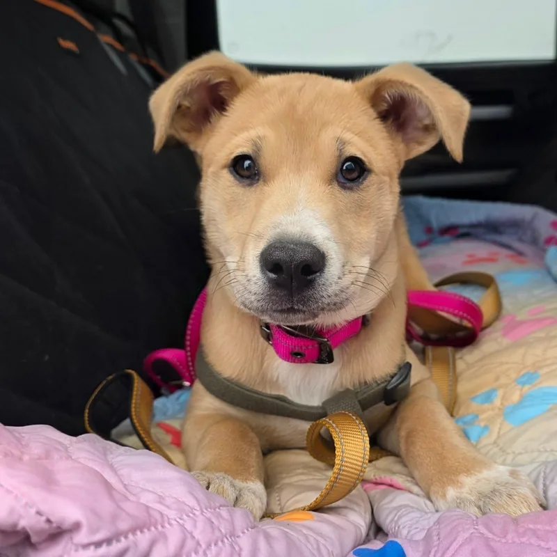 A baby medium-sized female Apricot / Beige German Shepherd Dog dog named Bella for adoption in Santa Clara, CA